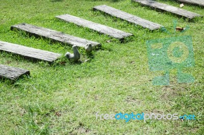 Step Of Walkway In The Garden Stock Photo