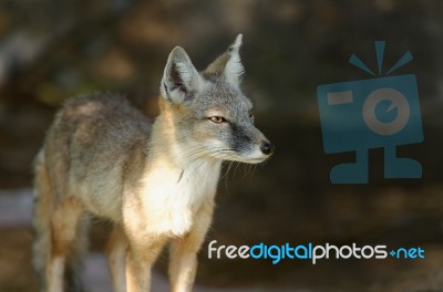 Steppe Fox Stock Photo