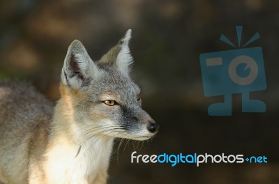 Steppe Fox Stock Photo