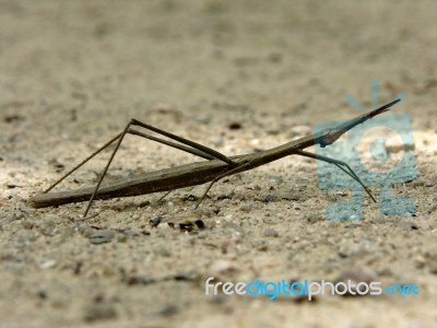 Stick Insect - Phibalosoma Phyllinum Stock Photo