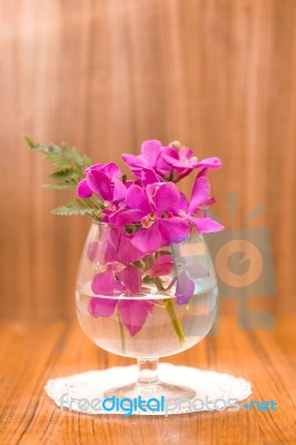 Still Life Beautiful Purple Orchid Flower Stock Photo