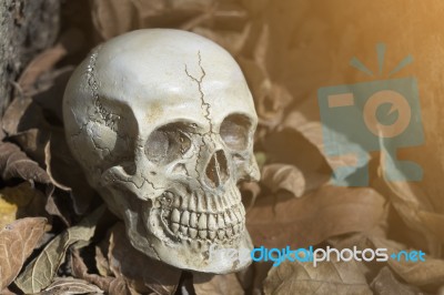 Still-life Of Human Skull On Dry Leaf Stock Photo