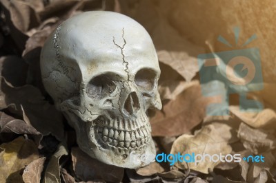 Still-life Of Human Skull On Dry Leaf Stock Photo