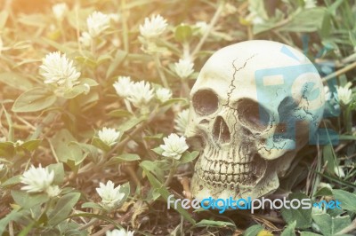 Still-life Of Human Skull On Grass And White Flowers Stock Photo