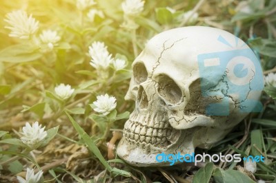 Still-life Of Human Skull On Grass And White Flowers Stock Photo