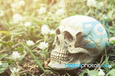 Still-life Of Human Skull On Grass And White Flowers Stock Photo