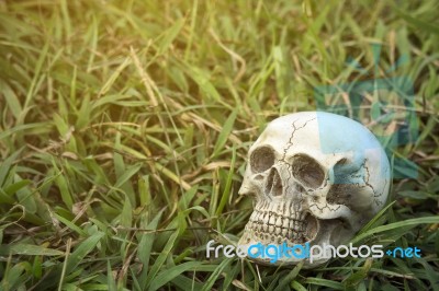 Still-life Of Human Skull On Grass Background Stock Photo