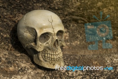 Still-life Of Human Skull On Tree Bark Stock Photo