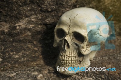 Still-life Of Human Skull On Tree Bark Stock Photo