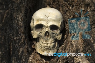 Still-life Of Human Skull On Tree Bark Stock Photo