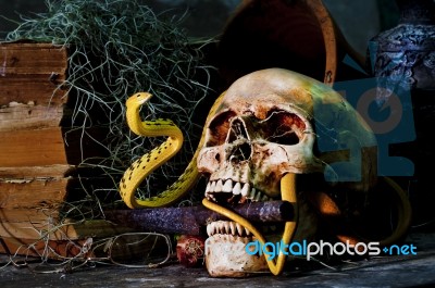 Still Life With A Skull Stock Photo