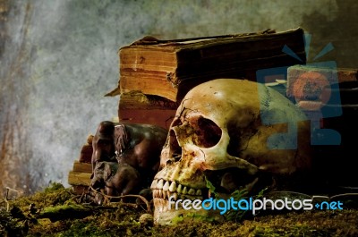 Still Life With A Skull Stock Photo