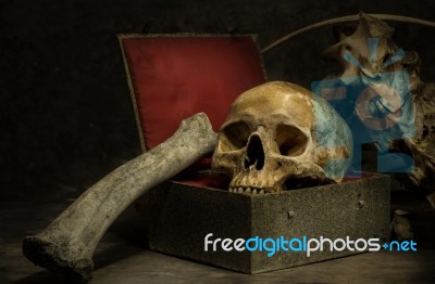 Still Life With A Skull Stock Photo