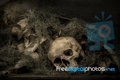 Still Life With A Skull Stock Photo