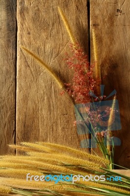 Still Life With  Foxtail Grass Stock Photo