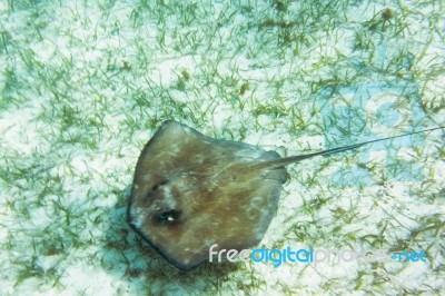 Stingray Fish In The Reef Near Caye Caulker In Belize Stock Photo