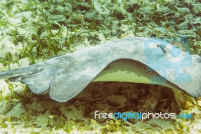 Stingray Fish In The Reef Near Caye Caulker In Belize Stock Photo