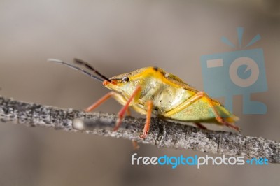 Stink Bug (carpocoris Fuscispinus) Stock Photo