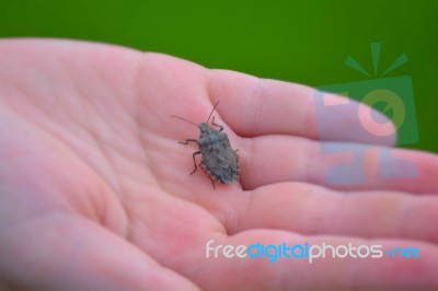 Stink Bug In Hand Stock Photo