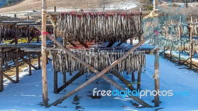 Stockfish Or Fish Drying In South Korea Stock Photo