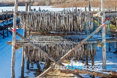 Stockfish Or Fish Drying In South Korea Stock Photo