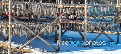 Stockfish Or Fish Drying In South Korea Stock Photo