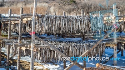 Stockfish Or Fish Drying In South Korea Stock Photo