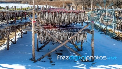 Stockfish Or Fish Drying In South Korea Stock Photo