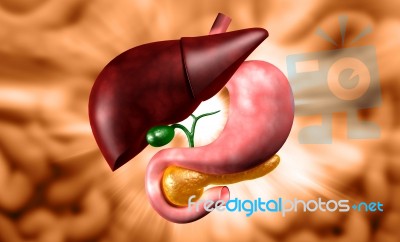 Stomach And Liver Stock Image