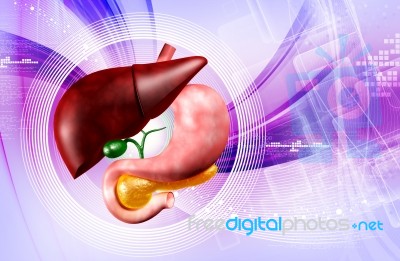 Stomach And Liver Stock Image