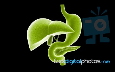 Stomach Liver And Pancreas Stock Image