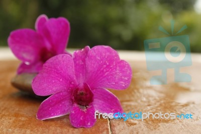 Stone And Orchid Stock Photo