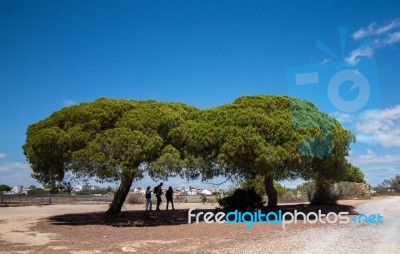 Stone Pine Tree (pinus Pinea)  Over A Blue Sky Stock Photo