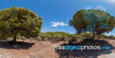 Stone Pine Trees (pinus Pinea)  Over A Blue Sky Stock Photo