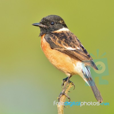 Stonechat Bird Stock Photo