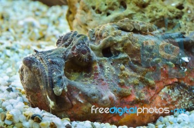 Stonefish (synanceia Verrucosa) Stock Photo