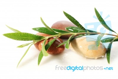 Stones And Olive Branch Stock Photo