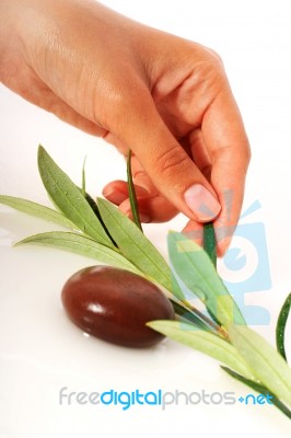 Stones And Olive Branch Stock Photo