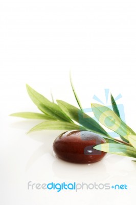 Stones And Olive Branch Stock Photo