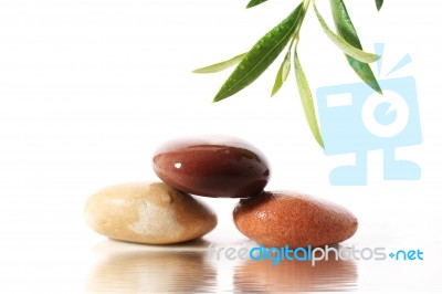 Stones And Olive Branch Stock Photo