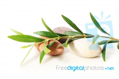 Stones And Olive Branch Stock Photo