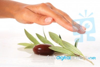 Stones And Olive Branch Stock Photo