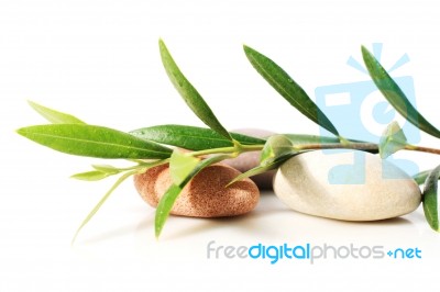 Stones And Olive Branch Stock Photo