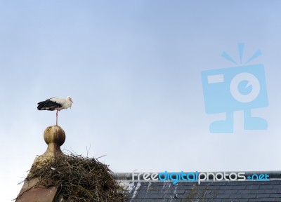 Stork Stock Photo