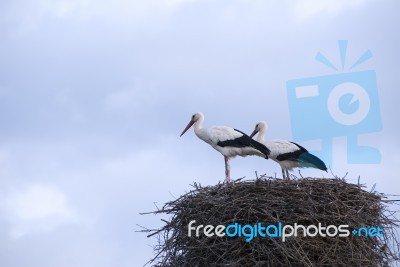 Stork Stock Photo