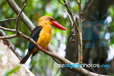 Stork-billed Kingfisher Stock Photo