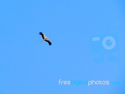 Stork (ciconiidae) Stock Photo