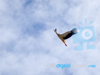 Stork In Flight  At Faro In Portugal Stock Photo