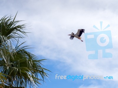 Stork In Flight  At Faro In Portugal Stock Photo