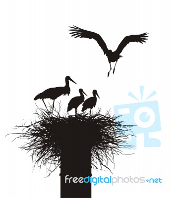 Storks Family In Nest Stock Image